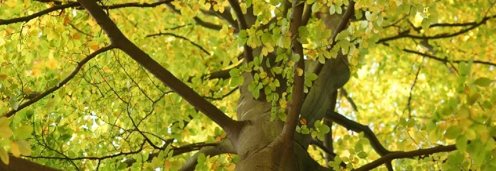 Blick in die Baumkrone